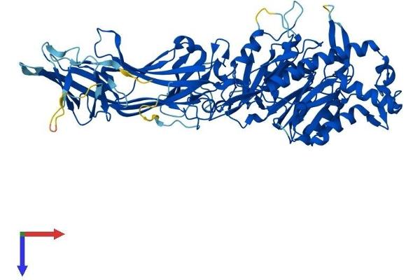 PAD4 Protein (AA 1-666) (His tag)