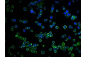 Immunofluorescence staining of Raji cells with ABIN7167502 at 1:250, counter-stained with DAPI.