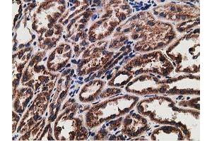 Immunohistochemical staining of paraffin-embedded Human Kidney tissue using anti-LMAN1 mouse monoclonal antibody.