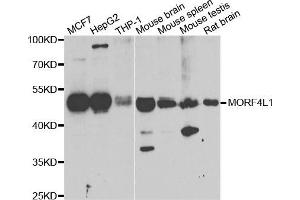 Western blot analysis of extracts of various cell lines, using MORF4L1 antibody. (MORF4L1 Antikörper)