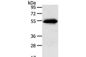 Western Blot analysis of 823 cell using SLC7A5 Polyclonal Antibody at dilution of 1:250 (SLC7A5 Antikörper)