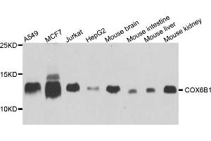 Western blot analysis of extracts of various cell lines, using COX6B1 antibody. (COX6B1 Antikörper)