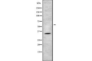 Western blot analysis of MAGG1 using 293 whole cell lysates (Necdin-Like 2 Antikörper  (Internal Region))