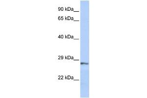 Western Blotting (WB) image for anti-Secreted Frizzled-Related Protein 2 (SFRP2) antibody (ABIN2459973) (SFRP2 Antikörper)