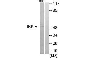 Western Blotting (WB) image for anti-Inhibitor of kappa Light Polypeptide Gene Enhancer in B-Cells, Kinase gamma (IKBKG) (Internal Region) antibody (ABIN1850137) (IKBKG Antikörper  (Internal Region))