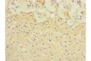 Immunohistochemistry of paraffin-embedded human adrenal gland tissue using ABIN7171850 at dilution of 1:100 (Tetraspanin 14 Antikörper  (AA 114-215))