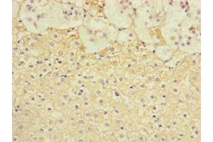 Immunohistochemistry of paraffin-embedded human adrenal gland tissue using ABIN7171850 at dilution of 1:100