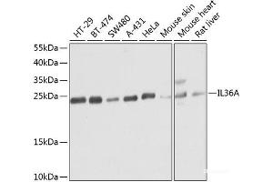 Western blot analysis of extracts of various cell lines using IL36A Polyclonal Antibody at dilution of 1:1000. (IL36A/IL1F6 Antikörper)