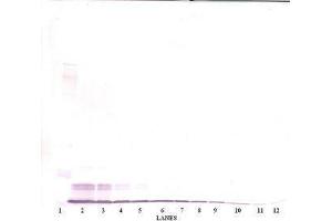 Image no. 3 for anti-Chemokine (C-C Motif) Ligand 4 (CCL4) antibody (ABIN465382) (CCL4 Antikörper)