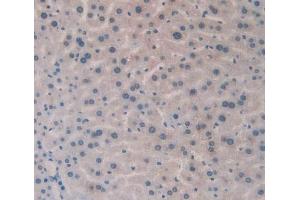 IHC-P analysis of Mouse Liver Tissue, with DAB staining. (HLA-DRB1 Antikörper  (AA 27-264))