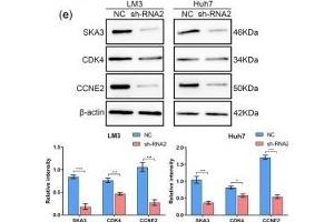 Downregulation of SKA3 affects the cell cycle in HCC cells. (SKA3 Antikörper  (AA 201-300))