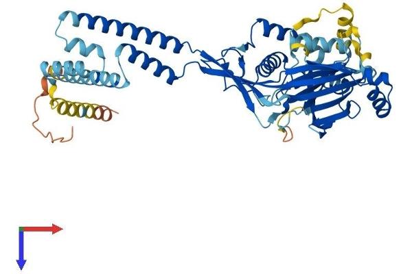 ACCN5 Protein (AA 1-505) (His tag)