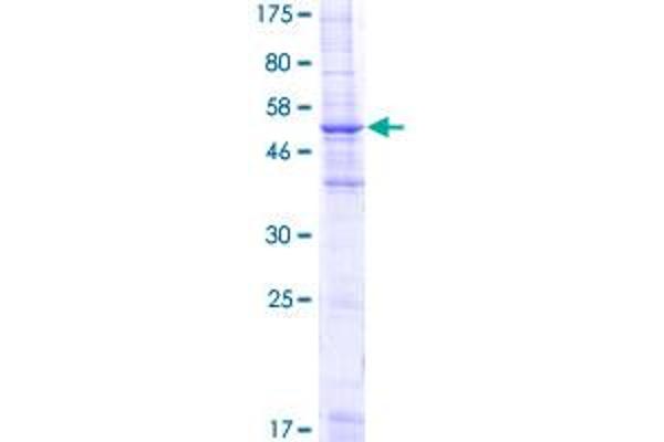 MS4A2 Protein (AA 1-244) (GST tag)