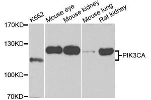 Western blot analysis of extracts of various cell lines, using PIK3CA antibody. (PIK3CA Antikörper  (AA 401-600))
