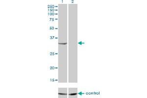 Western blot analysis of RNASEH2A over-expressed 293 cell line, cotransfected with RNASEH2A Validated Chimera RNAi (Lane 2) or non-transfected control (Lane 1).