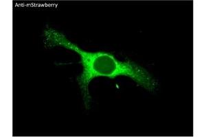 Immunofluorescence (IF) image for anti-mStrawberry Fluorescent Protein antibody (ABIN7273082) (mStrawberry Fluorescent Protein Antikörper)