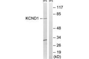 Western blot analysis of extracts from NIH-3T3 cells, using KCND1 Antibody. (KCND1 Antikörper  (AA 558-607))