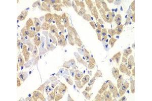 Immunohistochemistry of paraffin-embedded Mouse heart using ELF3 Polyclonal Antibody at dilution of 1:100 (40x lens). (ELF3 Antikörper)