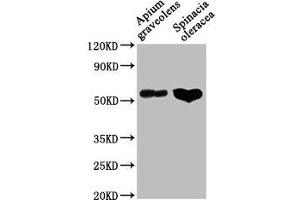 Western Blot Positive WB detected in: Apium graveolens leaf tissue, Spinacia oleracea leaf tissue All lanes: CAT1 antibody at 1:1000 Secondary Goat polyclonal to rabbit IgG at 1/50000 dilution Predicted band size: 57 kDa Observed band size: 57 kDa (SLC7A1 Antikörper  (AA 1-492))