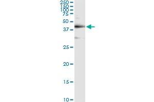 Immunoprecipitation (IP) image for anti-TAR DNA Binding Protein (TARDBP) (AA 1-260) antibody (ABIN565080)