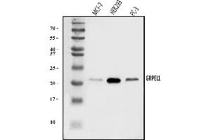 Western blot analysis of GRPEL1 using anti-GRPEL1 antibody (ABIN7602643).