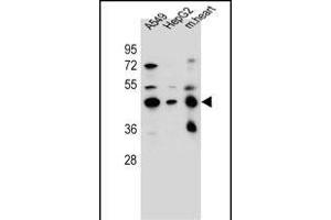 LRRC28 Antibody (C-term) (ABIN656459 and ABIN2845743) western blot analysis in A549,HepG2 cell line and mouse heart tissue lysates (35 μg/lane). (LRRC28 Antikörper  (C-Term))