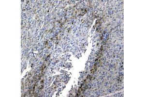 IHC testing of FFPE rat brain tissue with SYT1 antibody at 1ug/ml.