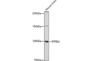 Western blot analysis of extracts of Mouse brain cells, using PTPRU antibody  at 1:1000 dilution. (PTPRU Antikörper  (AA 1184-1433))
