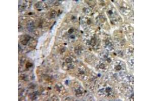 IHC-P analysis of Liver tissue, with DAB staining. (TCF20 Antikörper  (AA 392-524))