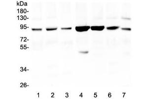 Western Blotting (WB) image for anti-Gelsolin (GSN) (AA 763-775) antibody (ABIN3031036)