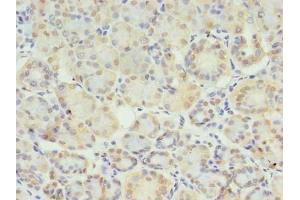 Immunohistochemistry of paraffin-embedded human pancreatic tissue using ABIN7171221 at dilution of 1:100 (STX1A Antikörper  (AA 2-228))