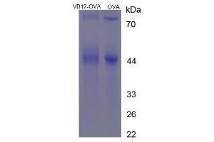 Image no. 2 for Vitamin B12 protein (Ovalbumin) (ABIN1880119) (Vitamin B12 Protein (Ovalbumin))