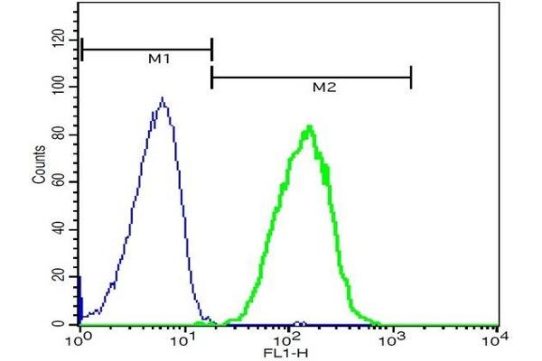 DYNC1I1 Antikörper  (AA 1-100)