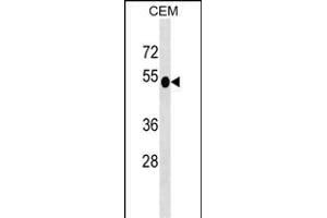 DUSP6 Antibody (N-term) (ABIN1539487 and ABIN2849153) western blot analysis in CEM cell line lysates (35 μg/lane). (DUSP6 Antikörper  (N-Term))