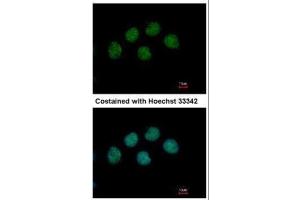ICC/IF Image Immunofluorescence analysis of methanol-fixed H1299, using COBRA1, antibody at 1:500 dilution. (COBRA1 Antikörper  (Center))