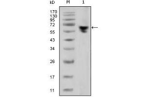 Western Blotting (WB) image for Mouse anti-Human IgG (Fc Region) antibody (ABIN467102) (Maus anti-Human IgG (Fc Region) Antikörper)