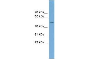 WB Suggested Anti-CADM3 Antibody Titration:  0. (CADM3 Antikörper  (Middle Region))