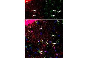 Expression of monocarboxylate transporter 1 in mouse hippocampus - Immunohistochemical staining of immersion-fixed, free floating mouse brain frozen sections using Anti-MCT1 (SLC16A1) (extracellular) Antibody (ABIN7043676, ABIN7044614 and ABIN7044615), (1:200), followed by goat-anti-rabbit-Cy3. (SLC16A1 Antikörper  (6th Extracellular Loop))