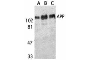 Western Blotting (WB) image for anti-Amyloid beta (A4) Precursor Protein (APP) (N-Term) antibody (ABIN1031237) (APP Antikörper  (N-Term))