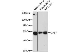 Western blot analysis of extracts of various cell lines, using GAS7 antibody (ABIN6292105) at 1:3000 dilution. (GAS7 Antikörper)