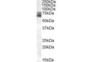 ABIN335124 (0. (ARNTL Antikörper  (Internal Region))