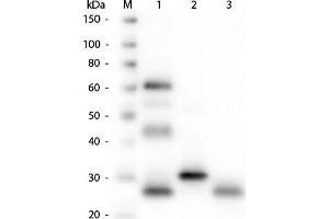 Western Blot of Anti-Chicken IgG (H&L) (GOAT) Antibody. (Ziege anti-Huhn IgG Antikörper (DyLight 549) - Preadsorbed)