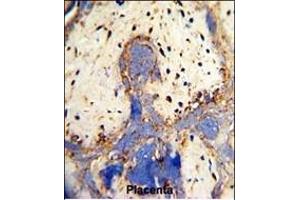 Formalin-fixed and paraffin-embedded human placenta with CPZ Antibody (N-term), which was peroxidase-conjugated to the secondary antibody, followed by DAB staining. (CPZ Antikörper  (N-Term))