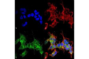 Immunocytochemistry/Immunofluorescence analysis using Mouse Anti-Ankyrin G Monoclonal Antibody, Clone S106-20 . (Ankyrin G Antikörper  (C-Term) (PE))