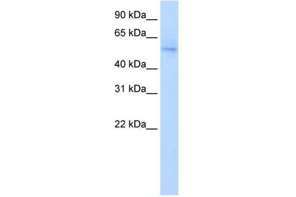 NAB1 Antikörper  (N-Term)