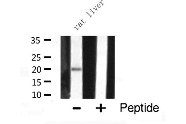 PRAF2 Antikörper  (C-Term)