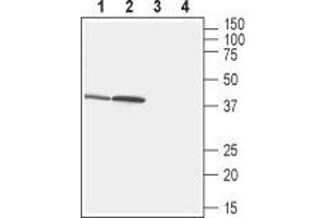 Western blot analysis of rat stomach (lanes 1 and 3) and small intestine (lanes 2 and 4) lysates:1,2. (Free Fatty Acid Receptor 2 (FFAR2) Peptid)
