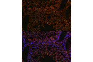 Immunofluorescence analysis of rat testis using TPD52L3 antibody (ABIN7271078) at dilution of 1:100.