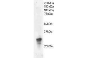 ABIN184670 staining (2µg/ml) of Jurkat lysate (RIPA buffer, 35µg total protein per lane). (GRB2 Antikörper  (C-Term))