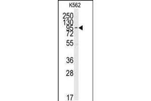 Western blot analysis of anti-ERK5 C-term Pab in K562 cell line lysates (35ug/lane) (MAPK7 Antikörper  (C-Term))
